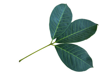 Rubber leaves isolated on white background
