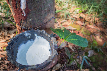 rubber tree and white rubber water