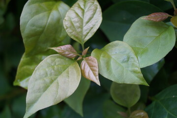 The exotic bougainvillea leaves in nature