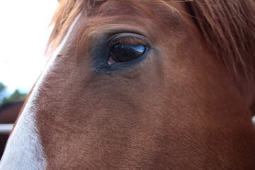 the head of a horse, the eye of an animal looks
