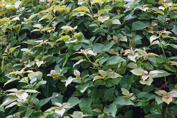 Fototapeta na wymiar The exotic bougainvillea leaves in nature