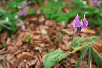 春に咲く美しい紫色のカタクリの花