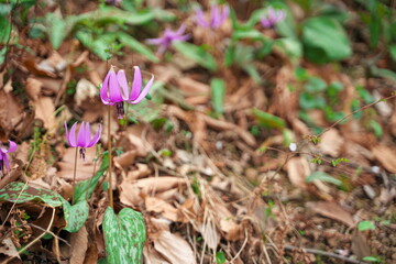春に咲く美しい紫色のカタクリの花