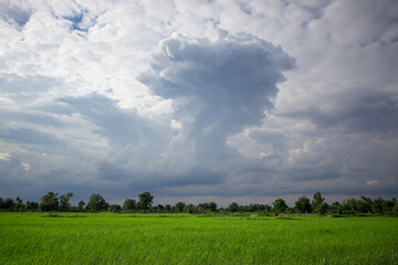 clouds over the rice field