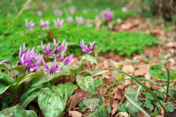 春に咲く美しい紫色のカタクリの花