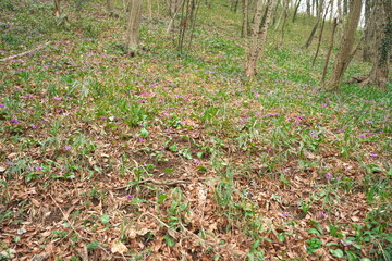 春に咲く美しい紫色のカタクリの花