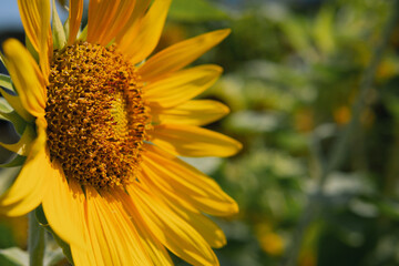 Blooming sunflower close up