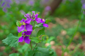 春に咲く美しい紫色のカタクリの花