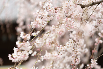 桜　満開　ふんわり