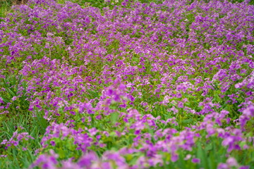 春に咲く美しい紫色のカタクリの花