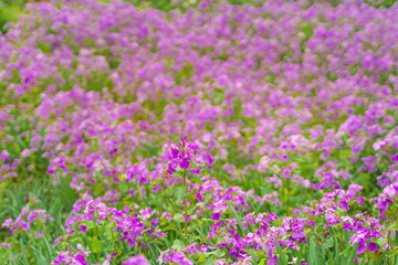 春に咲く美しい紫色のカタクリの花