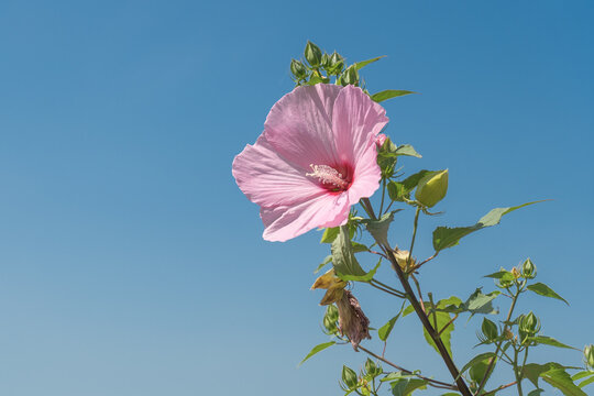 アオイ科の植物 Images Browse 60 Stock Photos Vectors And Video Adobe Stock