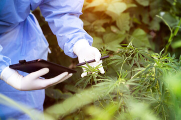 Scientists wearing masks and gloves examine cannabis plants in greenhouses. Alternative cannabis herbal medicine concept, CBD oil, pharmaceutical industry