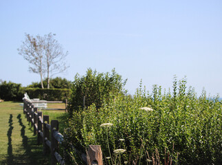 field in summer