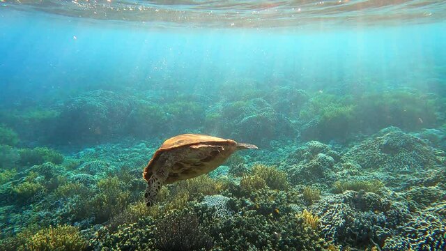 Underwater footage of a turtle swimming in the Coral garden on a reef near Labuan Bajo in Flores, Indonesia