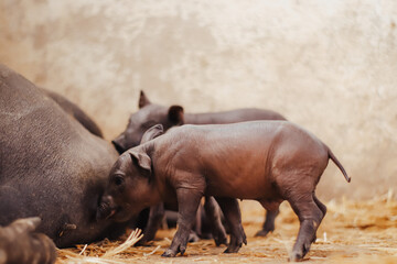 PUERCO PELON MEXICANO