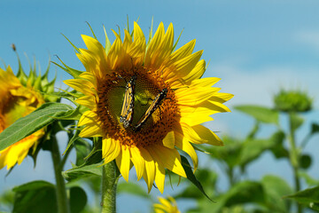 Monarch Butterflies on Sunflowr