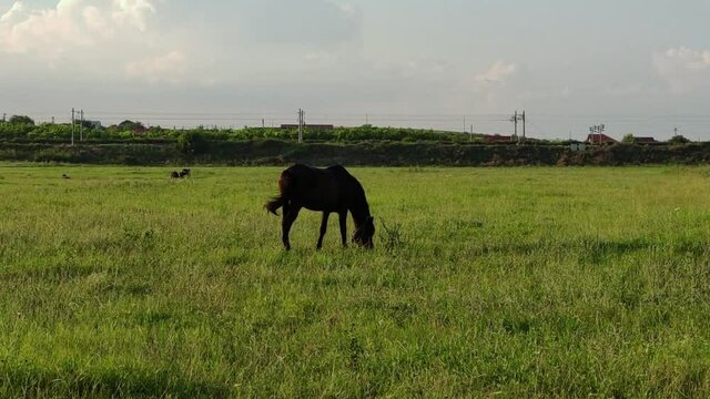 Lone Black Horse Grazing On Green Pasture Under The Sunlight. wide shot