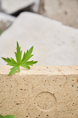Stone podium. Natural stone pedestal of beige color with a green plant on a stone background. High quality photo