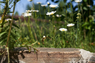 Podium for product presentation. Product display with gray stone texture, a pedestal of natural beauty in sunlight, selective focus. High quality photo