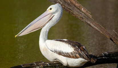 pelicans on the beach