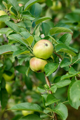 Two apples on a branch. Apples in leaves. Apples on a tree. Green apples on a branch. Green apples in the garden. harvest.