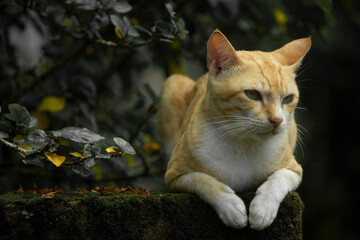 cat in the garden, portrait of cat, cat on rock, cat in plants, yellow cat, green plants, cute cats, beautiful pets, domestic animals, 