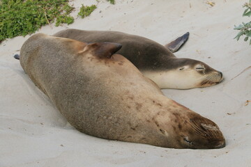 seals lying in the sand at the beach