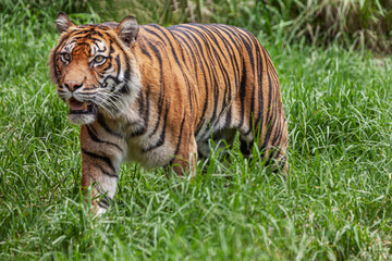 Advancing Tiger
