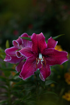 Hot pink Lily bunch 