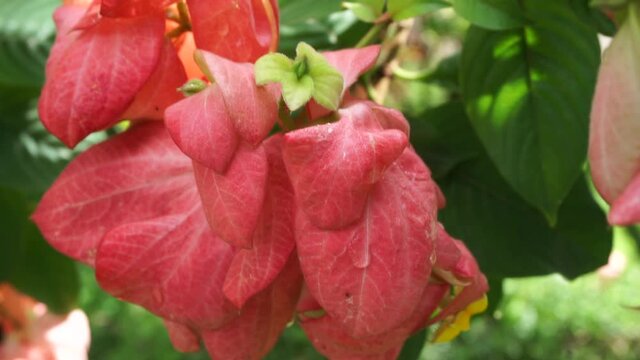 Mussaenda pubescens with a natural background. Also called Nusa Indah, Ashanti blood, Tropical dogwood