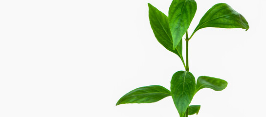 Andrographis paniculata leaves.  (Scientific name: Andrographis paniculata ( Burm.f.) Wall ex Nees.)
