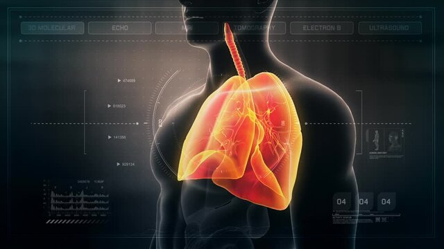 Anatomy of Human Male Lungs on Futuristic Medical Interface dashboard. Seamless Loop. Animation.