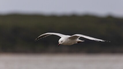 The most common Sea Gull in Australia known as the Silver Gull (Chroicocephalus novaehollandiae)