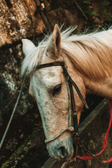 Passeio a cavalo
horse
natureza
nature
maua
montanha