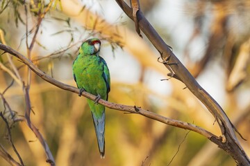 The Australian Ringneck (Barnardius zonarius) sub-species 