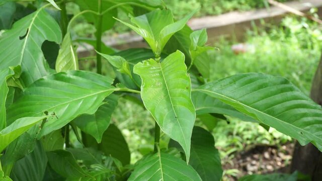 Mussaenda pubescens with a natural background. Also called Nusa Indah, Ashanti blood, Tropical dogwood