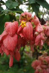 Mussaenda pubescens with a natural background. Also called Nusa Indah, Ashanti blood, Tropical dogwood