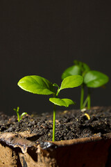 Fototapeta na wymiar Green plant sprouts