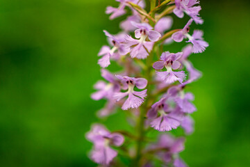 purple fringed orchid flower