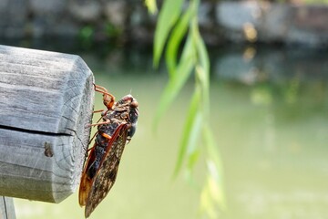 川辺のセミ