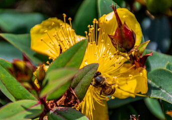 abejas merodeando las frondosas flores llenas de polen