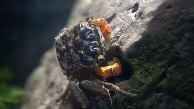 A red-claw crab (Perisesarma bidens) pulls detritus out of a rock cavity and eats it.