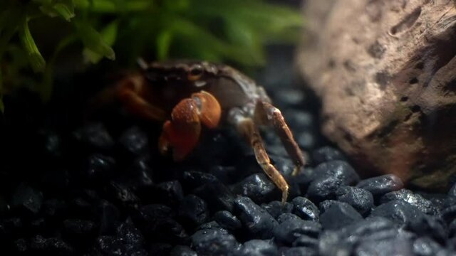 A red-claw crab (Perisesarma bidens) crawls under the shadow of an aquatic plant.