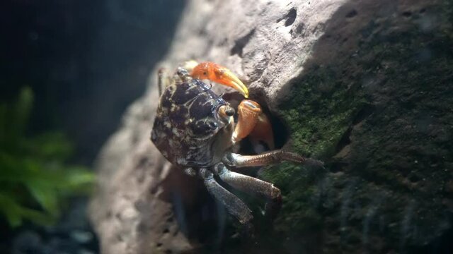 A crab (Perisesarma bidens) picks food out of a rock cavity and puts it in her mouth with her claws.