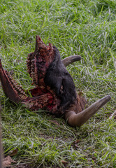 cabeza de toro bravo en descomposición encontrada en el campo de una finca