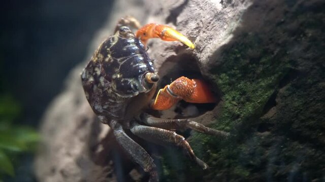 A red-claw crab (Perisesarma bidens) searches for food inside an aquarium.