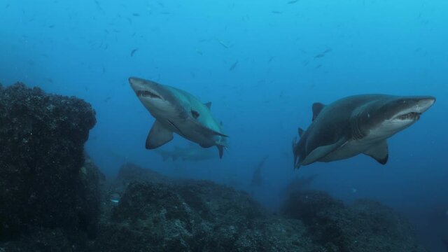 A scuba divers view of two large Sand Tiger sharks swimming towards the underwater camera. Wide underwater view