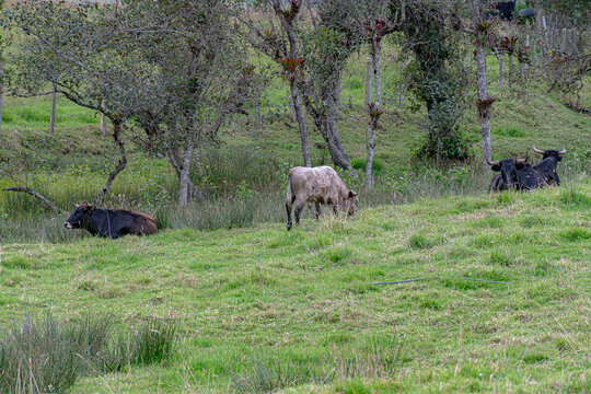 toros bravos en la dehesa disfrutando de las praderas frondosas