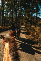 horse
passeio a cavalo
natureza
cavalo
